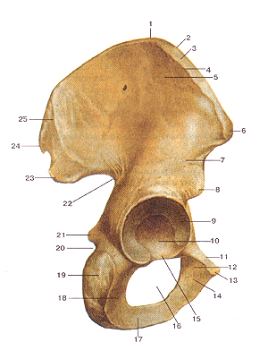  14-inferior pubic ramus; 15-obturator foramen; I6-sym-physial surface; 